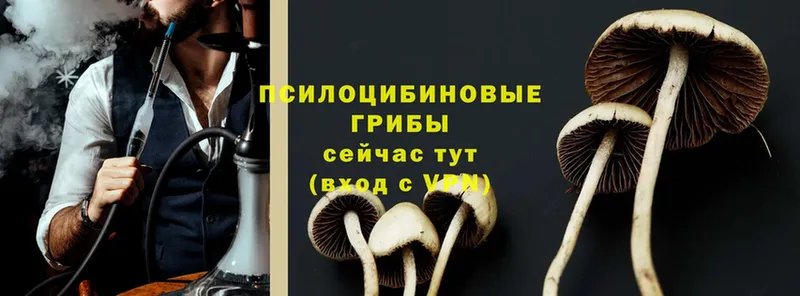 Псилоцибиновые грибы Psilocybine cubensis Бодайбо